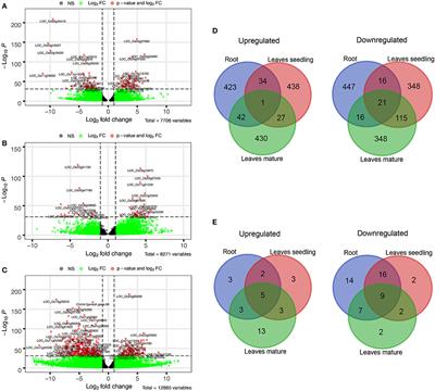 Transcriptomic Analysis Revealed Reactive Oxygen Species Scavenging Mechanisms Associated With Ferrous Iron Toxicity in Aromatic Keteki Joha Rice